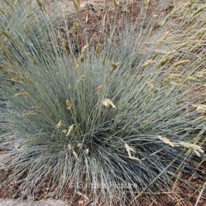 Festuca glauca 'Azurit'