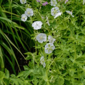 Geranium phaeum 'Album'