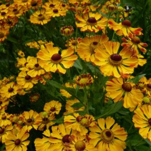Helenium 'Rauchtopas'