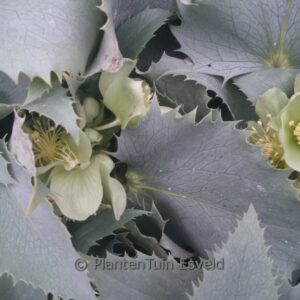 Helleborus argutifolius 'Silver Lace'