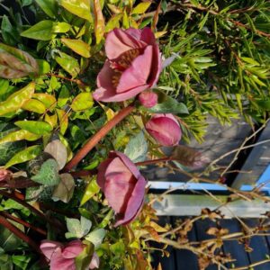 Helleborus ericsmithii 'ABCRD01' (PENNY'S PINK)