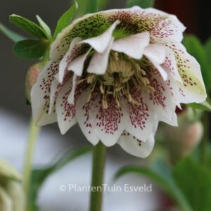 Helleborus orientalis 'Cinderella'