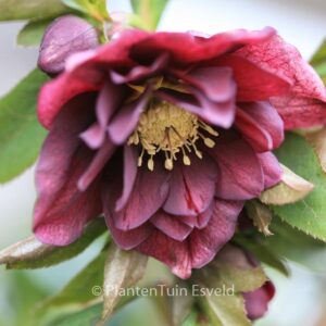 Helleborus orientalis 'Double Ellen'