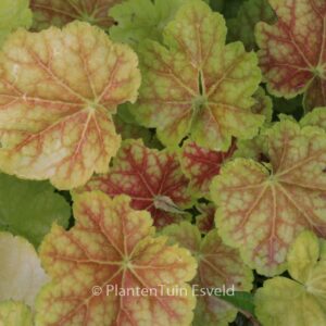 Heuchera 'Tiramisu'