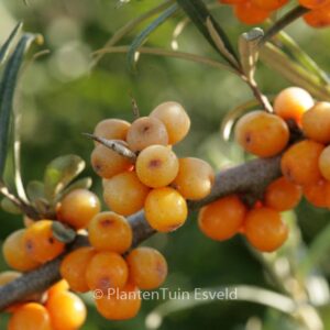 Hippophae rhamnoides