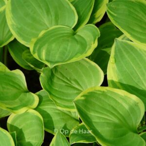 Hosta 'Golden Tiara'