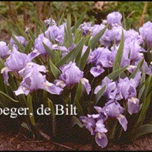 Iris pumila 'Blue Denim'