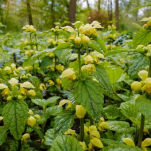 Lamiastrum galeobdolon