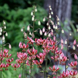 Lilium 'Manitoba Morning'