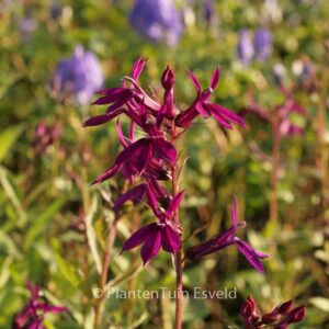 Lobelia 'Hadspen Purple'
