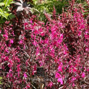 Lobelia speciosa 'Russian Princess'