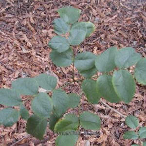 Mahonia repens 'Rotundifolia'