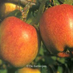Malus domestica 'Braeburn'
