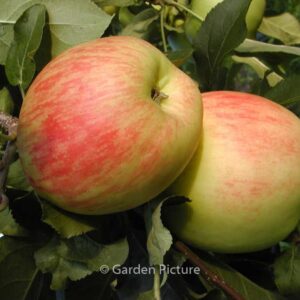 Malus domestica 'Delcorf' (DELBAND ESTIVALE)