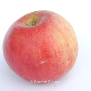 Malus domestica 'Gravensteiner'