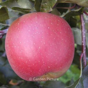 Malus domestica 'Melrose'