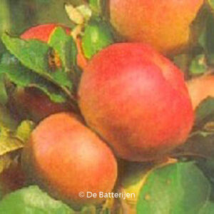 Malus domestica 'Roter Berlepsch'