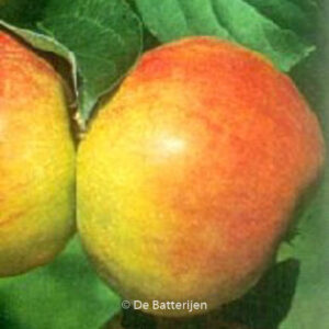 Malus domestica 'Roter Gravensteiner'