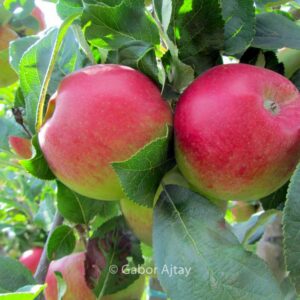 Malus domestica 'Santana'