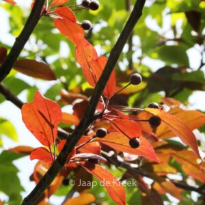 Malus domestica 'Scarlet Benoni'