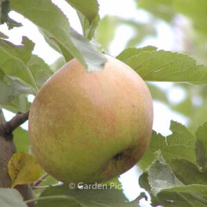 Malus domestica 'Schone van Boskoop'