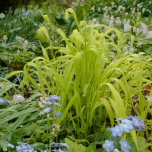 Milium effusum 'Aureum'