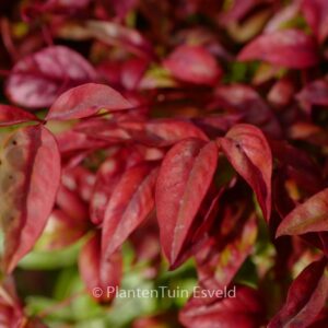 Nandina domestica 'Aka' (BLUSH PINK)