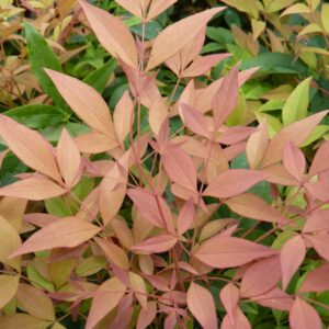 Nandina domestica 'Monfar' (MAGICAL SUNRISE)
