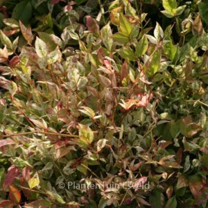 Nandina domestica 'Twilight'