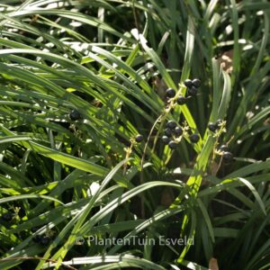 Ophiopogon japonicus