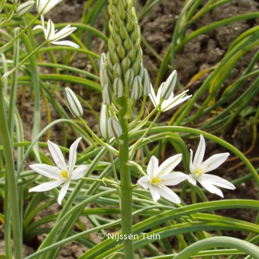Ornithogalum ponticum 'Sochi'