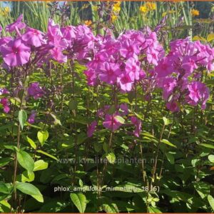 Phlox amplifolia 'Minnehaha'