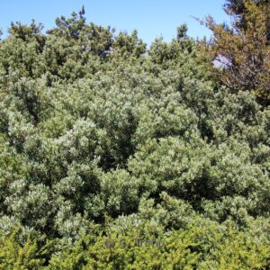 Phyllocladus trichomanoides var. alpinus