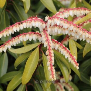 Pieris 'Brouwers Beauty'