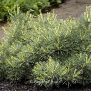 Pinus strobus 'Blue Shag'
