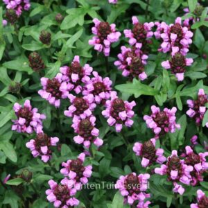 Prunella grandiflora 'Gruss aus Isernhagen'
