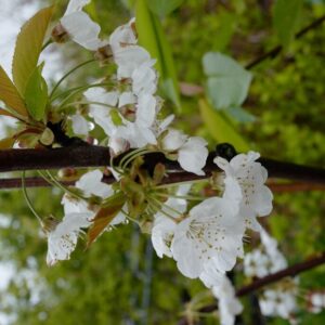 Prunus avium 'Regina'