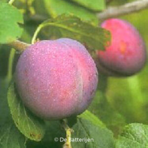 Prunus domestica 'Avalon'