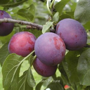 Prunus domestica 'Herman'