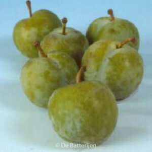 Prunus domestica 'Reine Claude Verte'