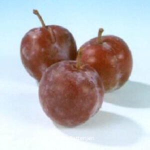 Prunus domestica 'Reine Claude d'Althan'