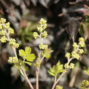 Rhus aromatica 'Grow-low'