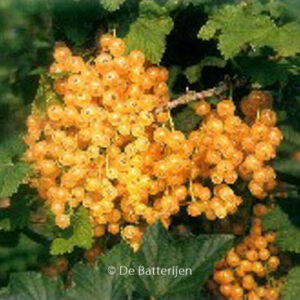 Ribes rubrum 'Zitavia'