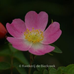 Rosa rubiginosa