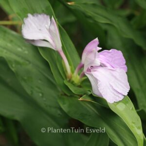 Roscoea purpurea