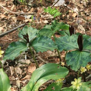 Trillium cuneatum