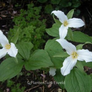 Trillium grandiflorum