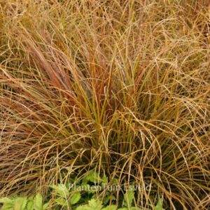 Uncinia uncinata 'Rubra'