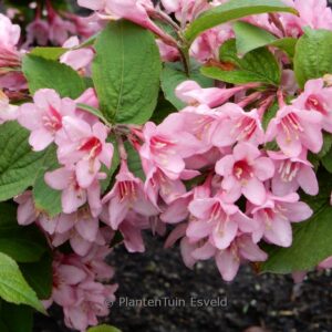 Weigela 'Avant Garde'