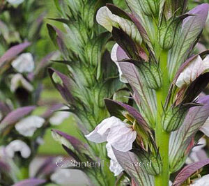 Acanthus hungaricus 'White Lips'